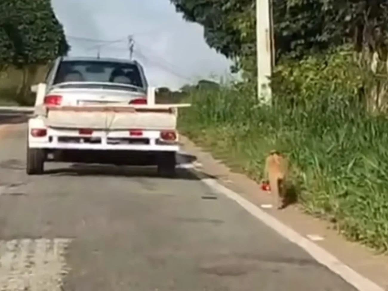 Crueldade revoltante: cachorro é abandonado e corre desesperado atrás de carro em Guaraciaba do Norte no Ceará