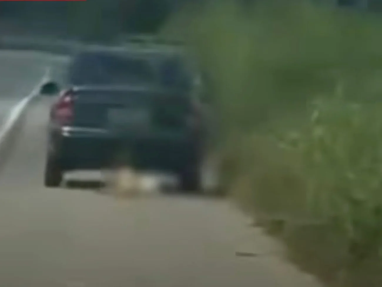 Vídeo mostra cachorro é arrastado por veículo na BR-222 entre Forquilha e Irauçuba no Ceará 