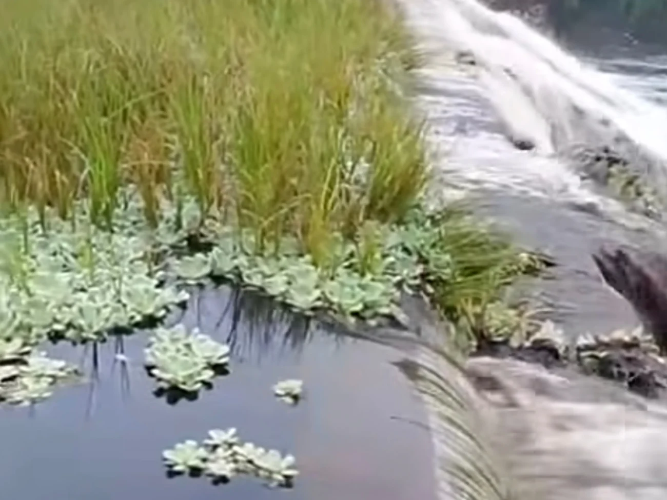 Assista o vídeo: Chuva faz barragem transbordar e leva alívio a moradores de Mombaça, no Sertão Central do Ceará