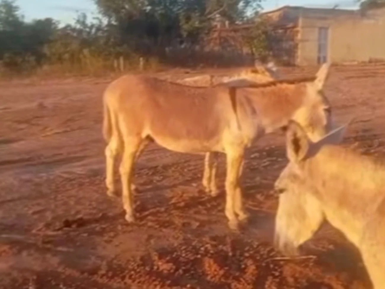 Vídeo mostra moradores denunciam animais morrendo de sede após açude público ser cercado na zona rural de Mombaça no Ceará 
