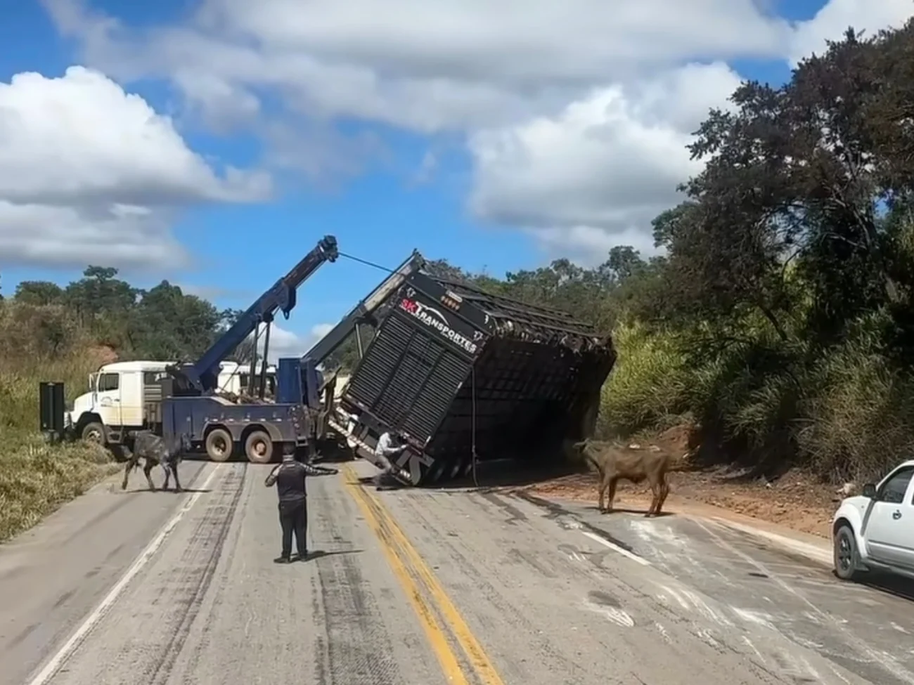 Vídeo mostra bois surpreendem trabalhadores durante retirada de caminhão tombado e cena viraliza nas redes sociais