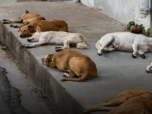 STF decide que municípios devem garantir proteção e atendimento a cães e gatos abandonados