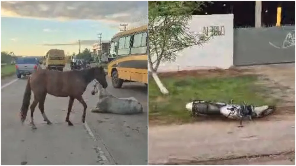Motociclista morre ao colidir com cavalo solto em rodovia na Grande Fortaleza
